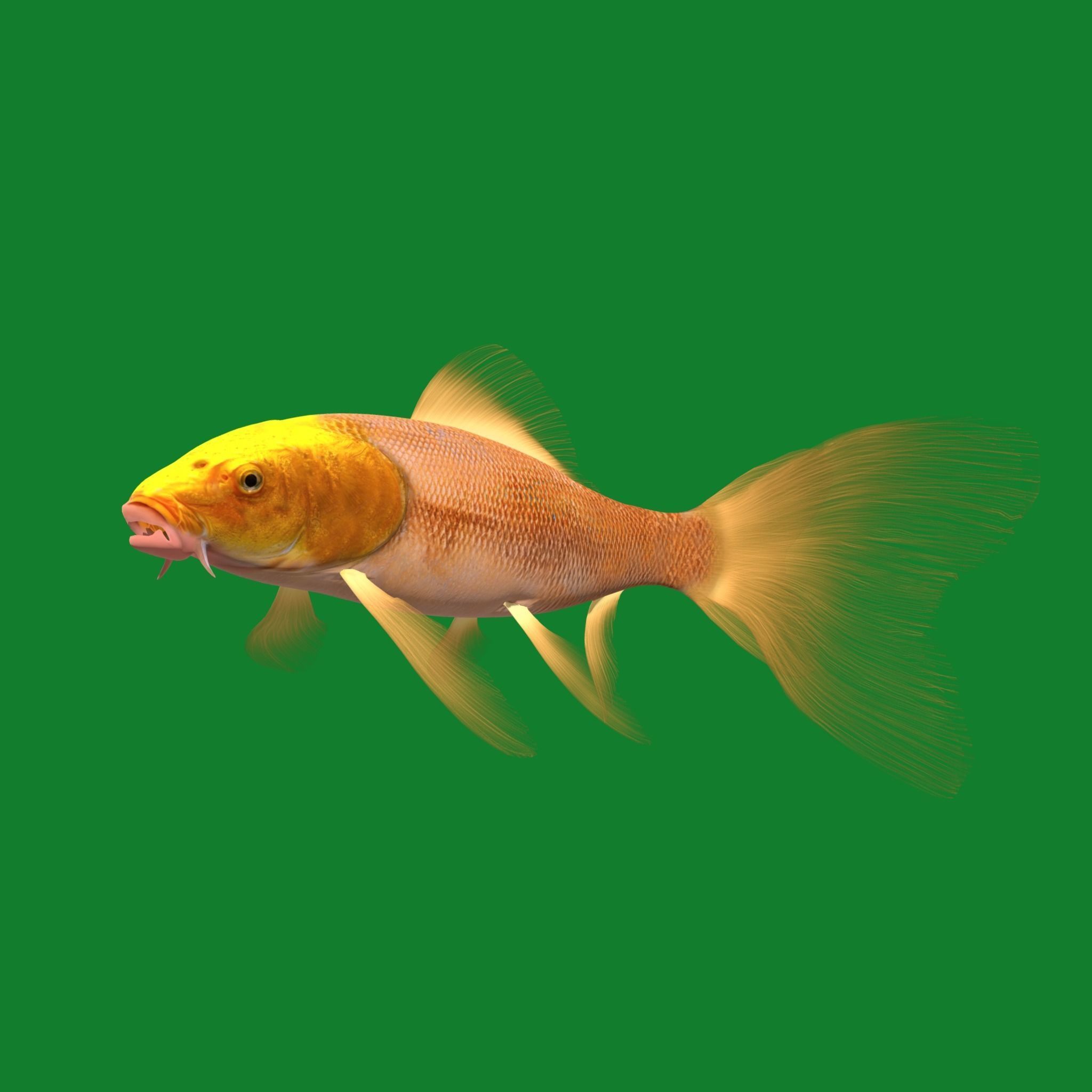 Butterfly Koi Fish Low-poly 3D model_23