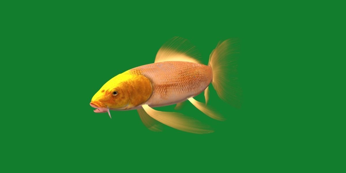 Butterfly Koi Fish Low-poly 3D model_24