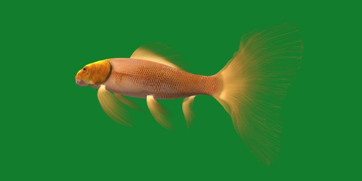 Butterfly Koi Fish Low-poly 3D model_18