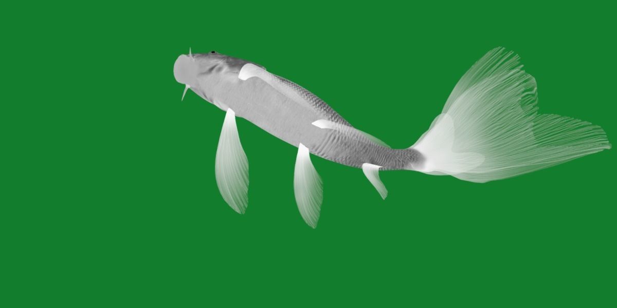 Butterfly Koi Fish Low-poly 3D model_13