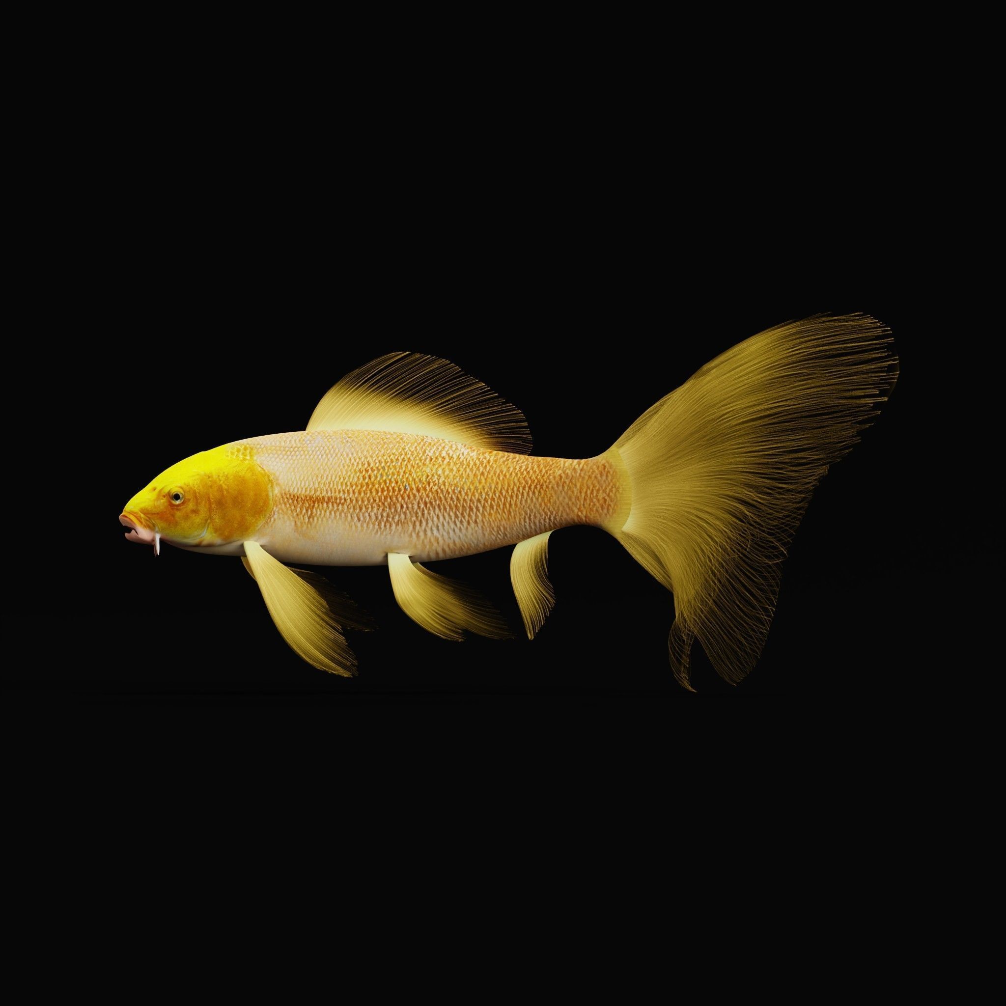 Butterfly Koi Fish Low-poly 3D model_5