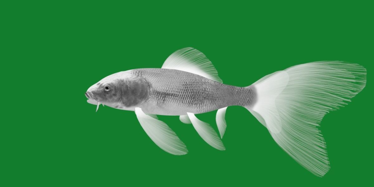 Butterfly Koi Fish Low-poly 3D model_12