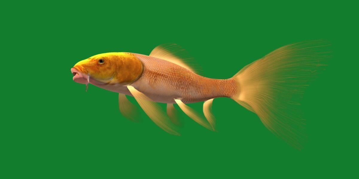 Butterfly Koi Fish Low-poly 3D model_31