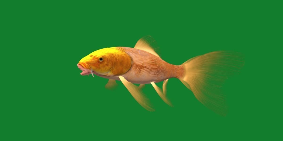 Butterfly Koi Fish Low-poly 3D model_7