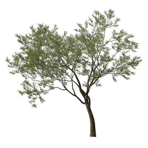 Quercus Agrifolia coast Live Oak 08 3D model