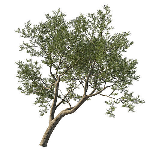 Quercus Agrifolia coast Live Oak 09 3D model
