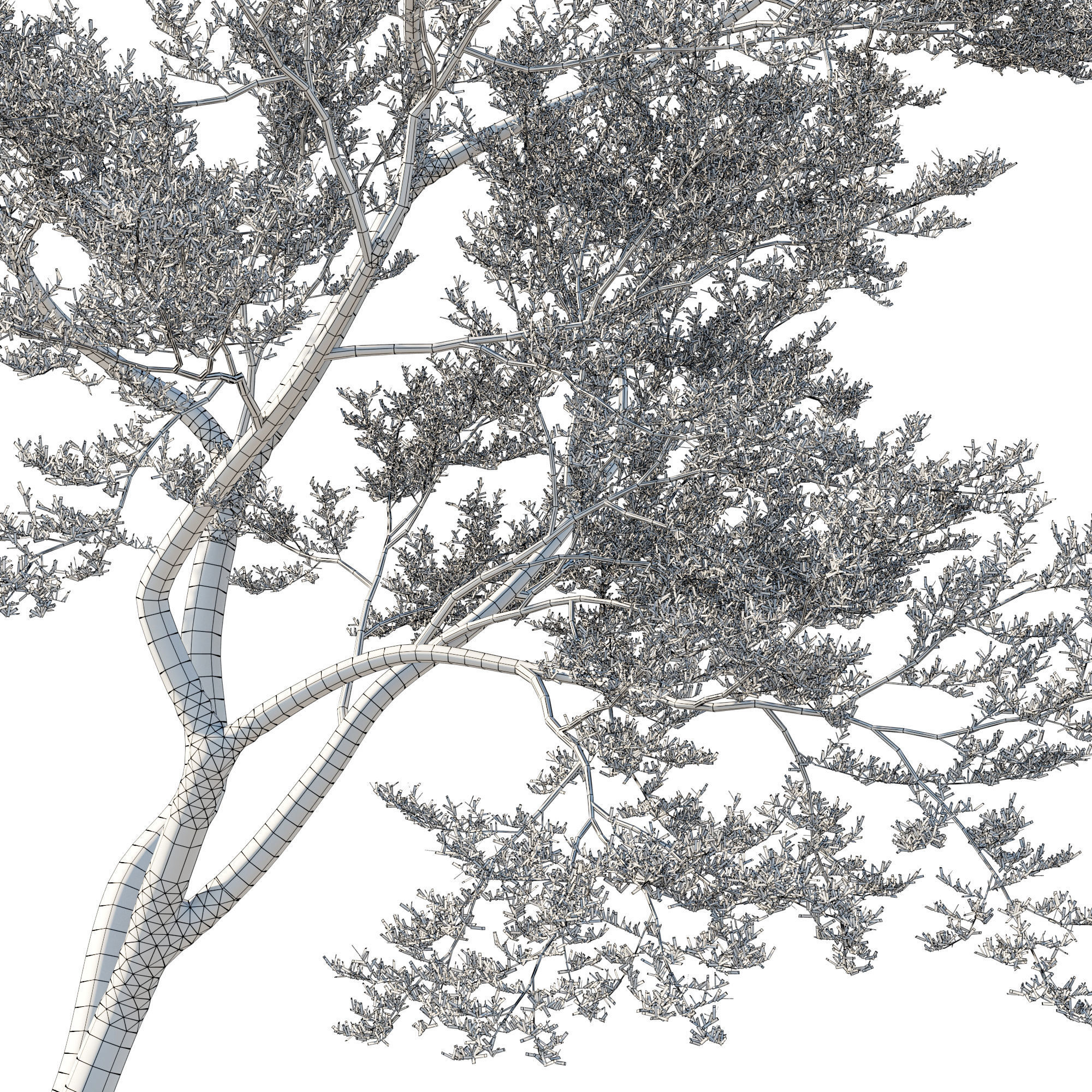 Quercus Agrifolia coast Live Oak 11 3D model_2