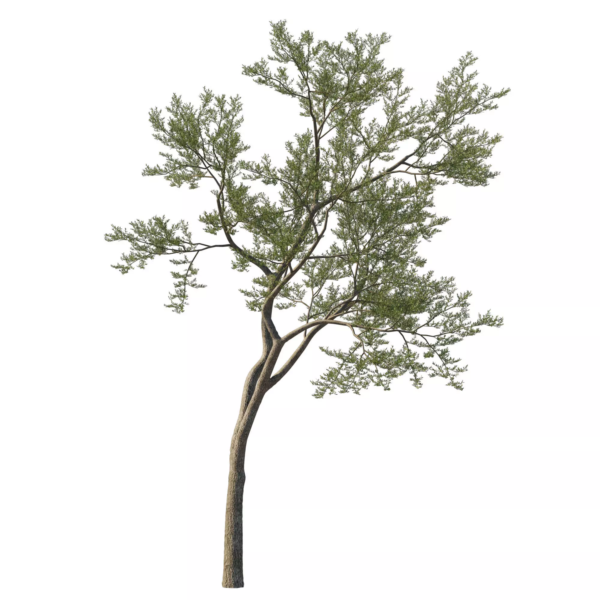 Quercus Agrifolia coast Live Oak 11 3D model_0