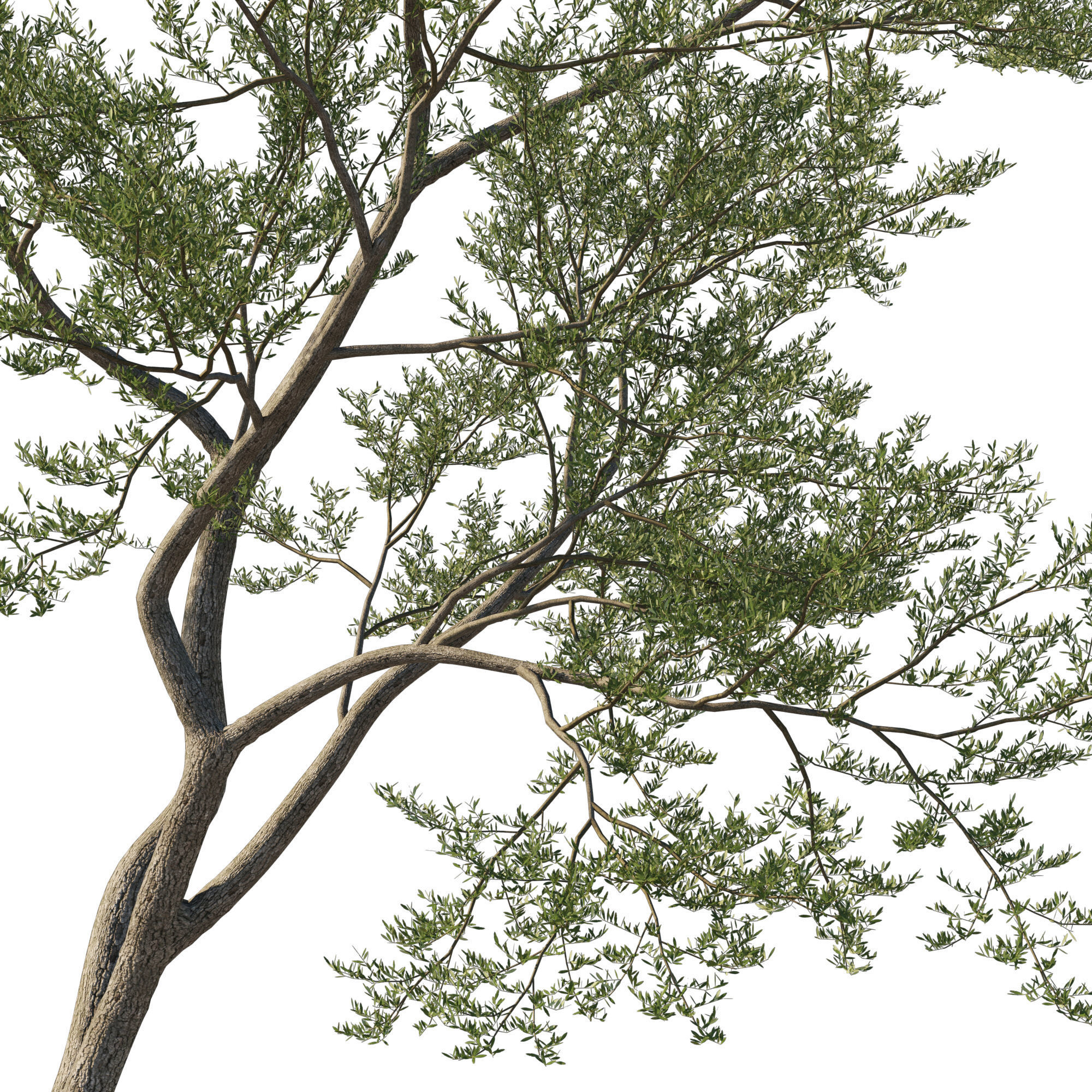 Quercus Agrifolia coast Live Oak 11 3D model_1