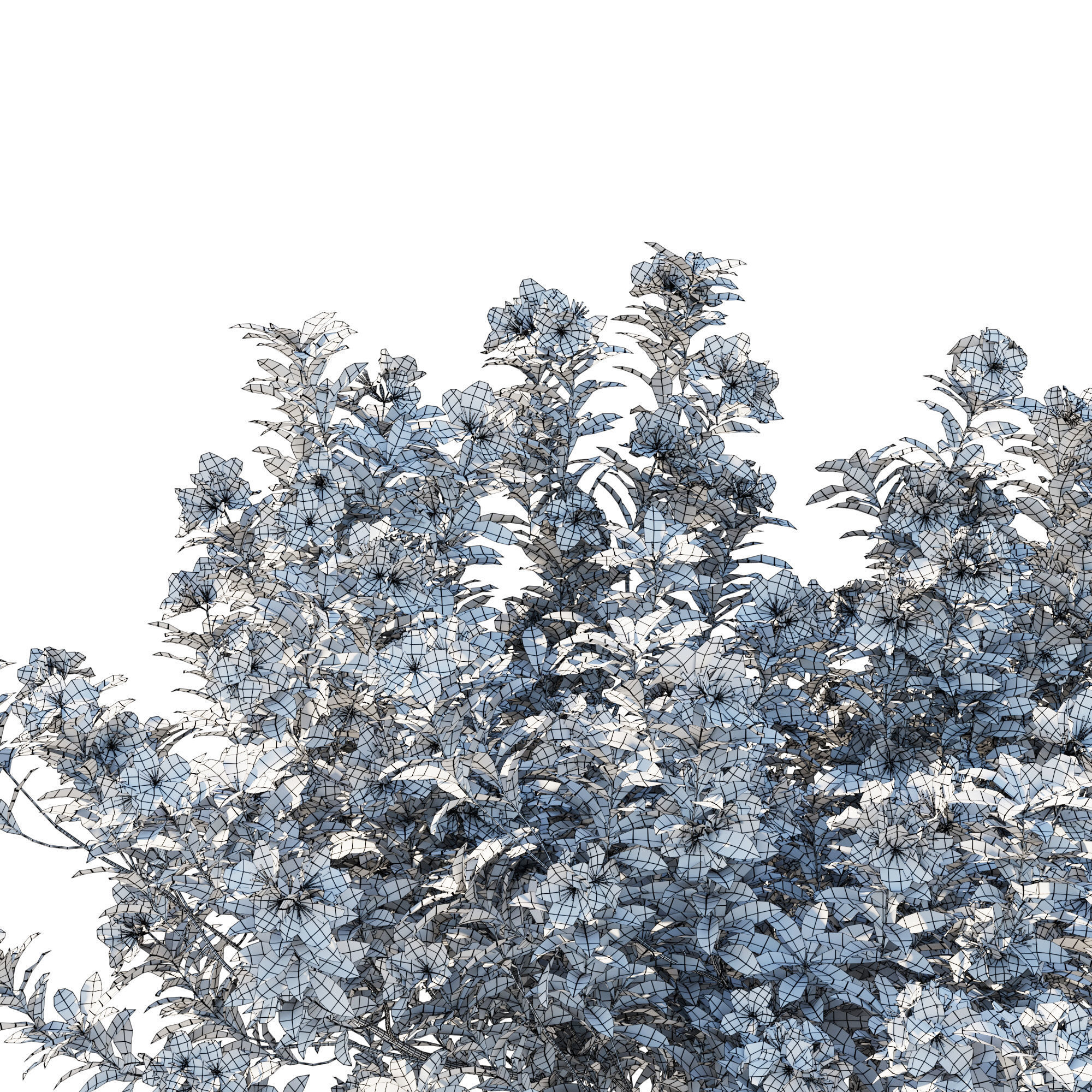 Rhododendron Pulchrum white 3D model_6