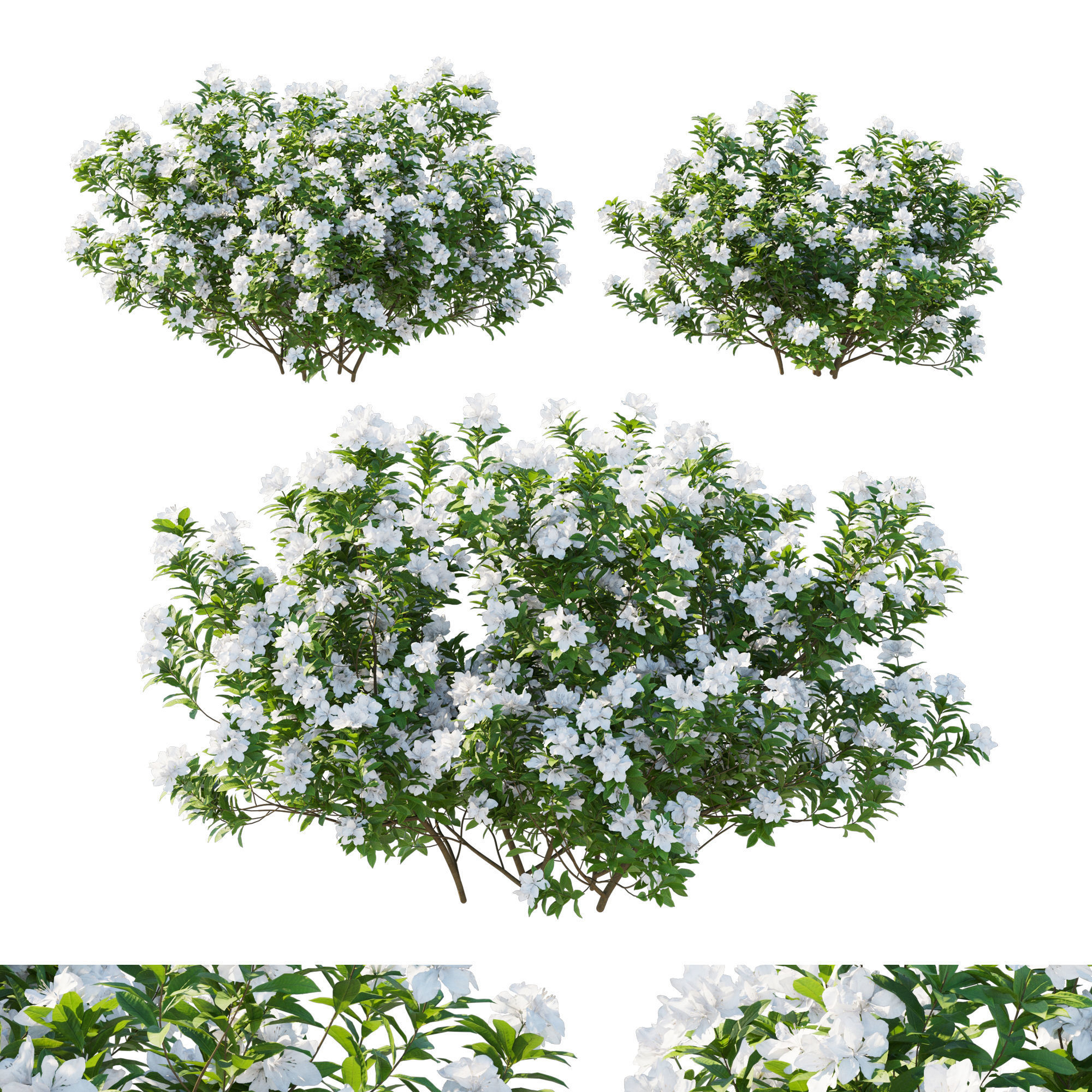 Rhododendron Pulchrum white 3D model_1