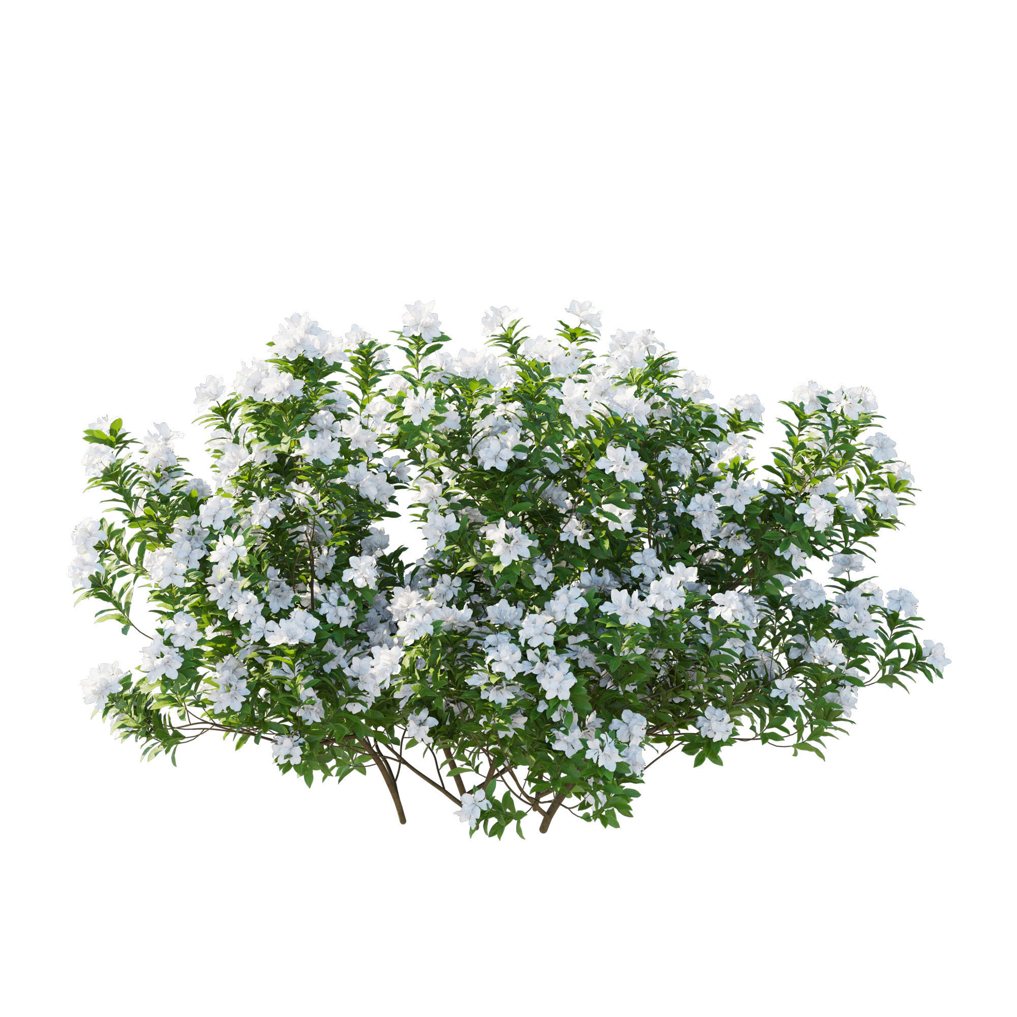 Rhododendron Pulchrum white 3D model_5