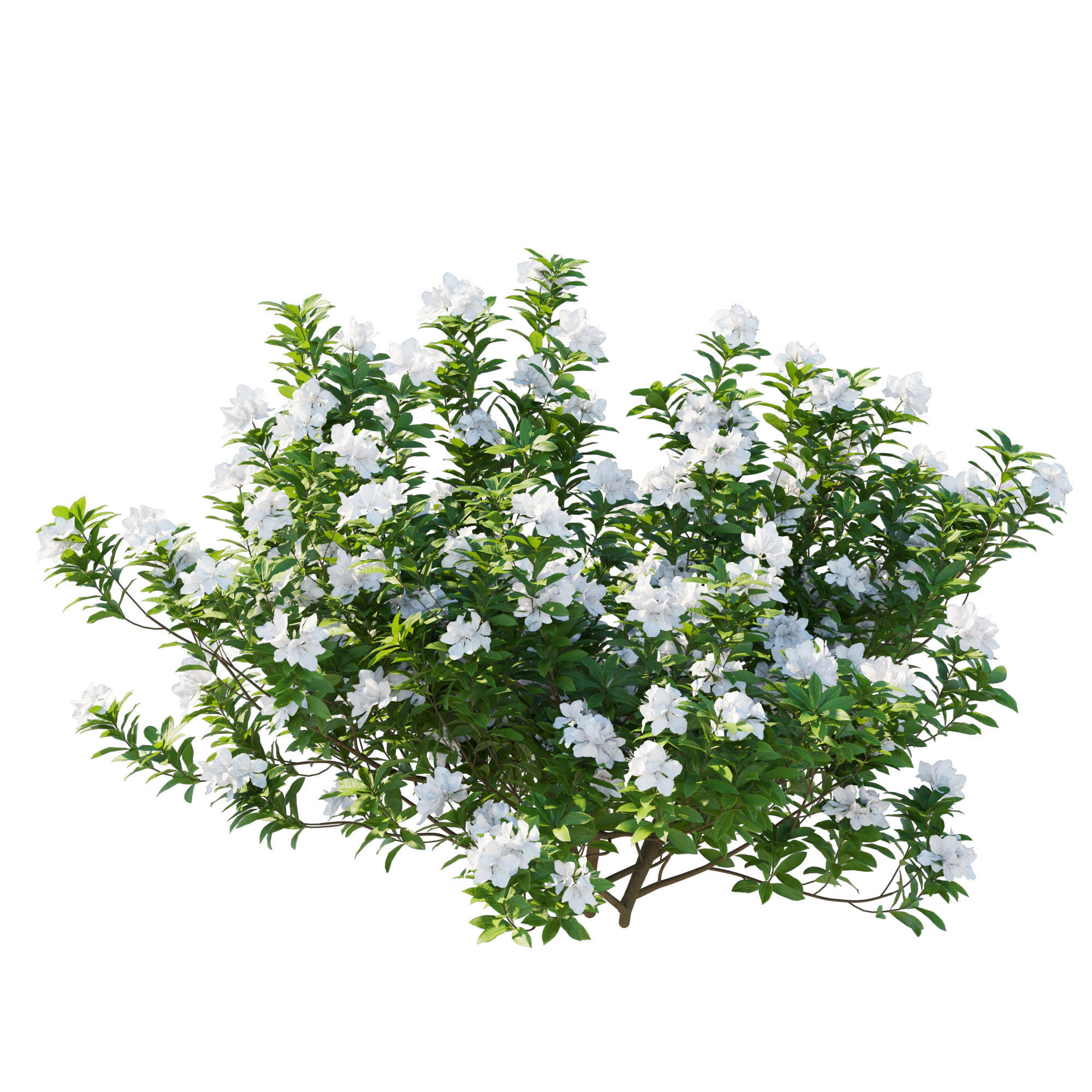 Rhododendron Pulchrum white 3D model_3