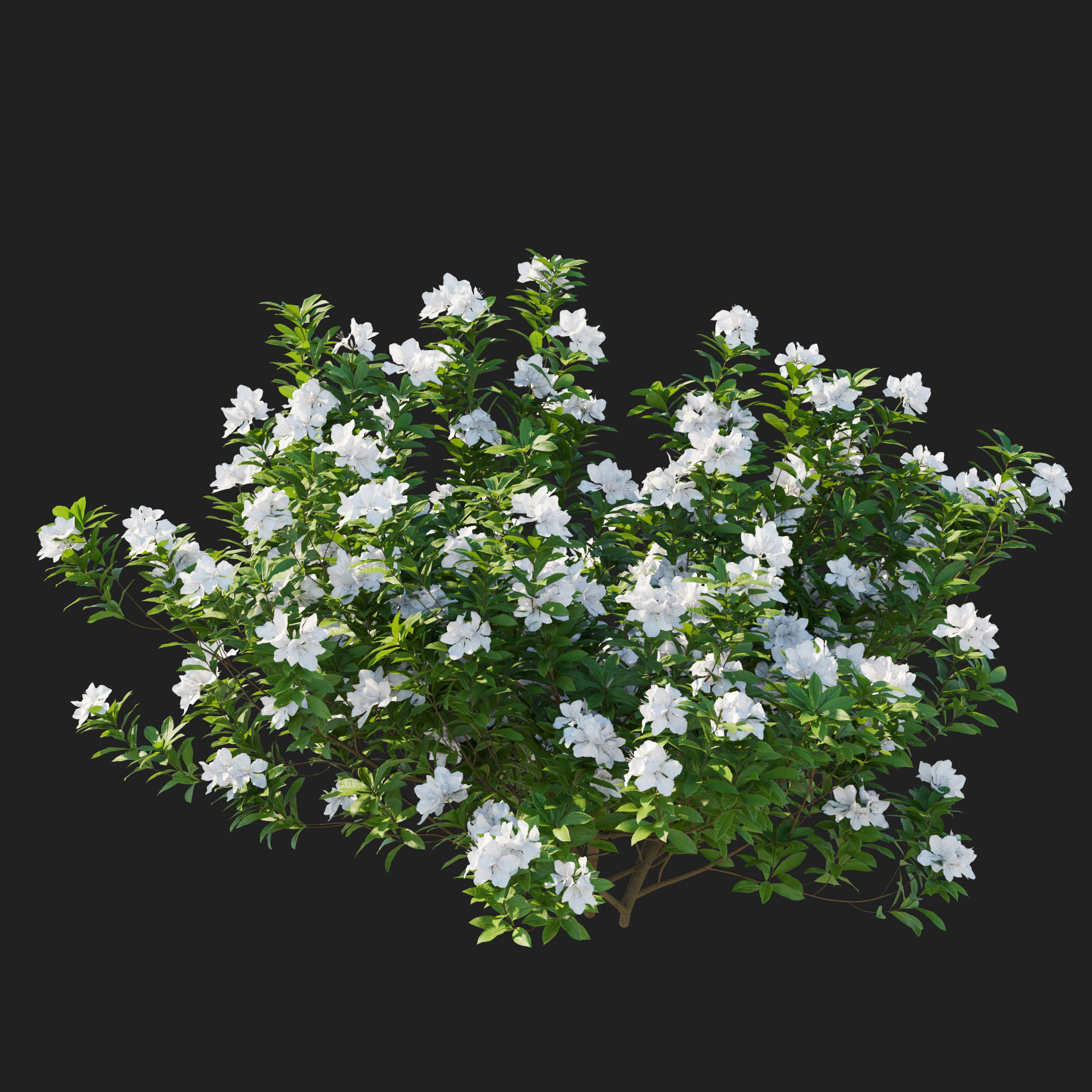 Rhododendron Pulchrum white 3D model_2