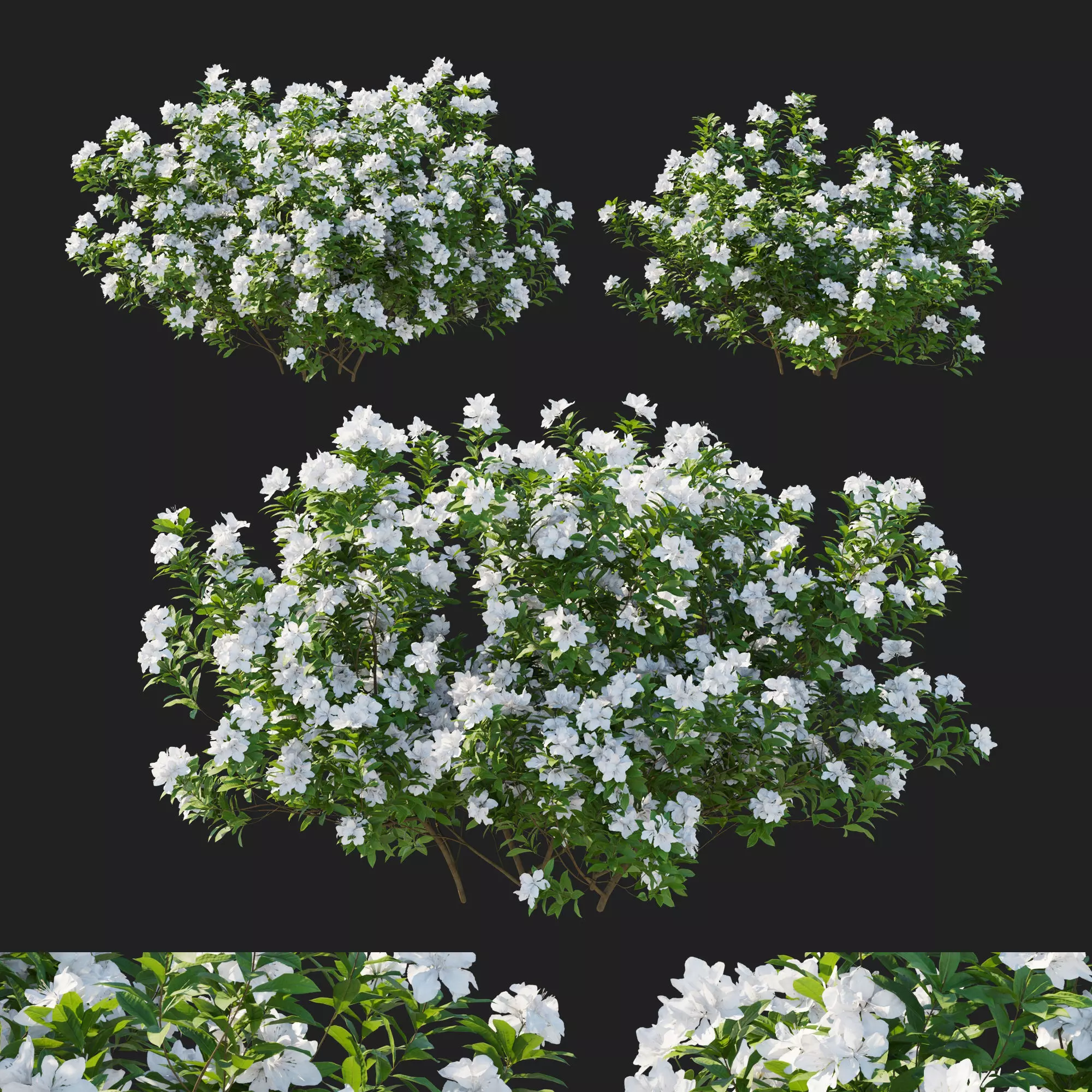 Rhododendron Pulchrum white 3D model_0