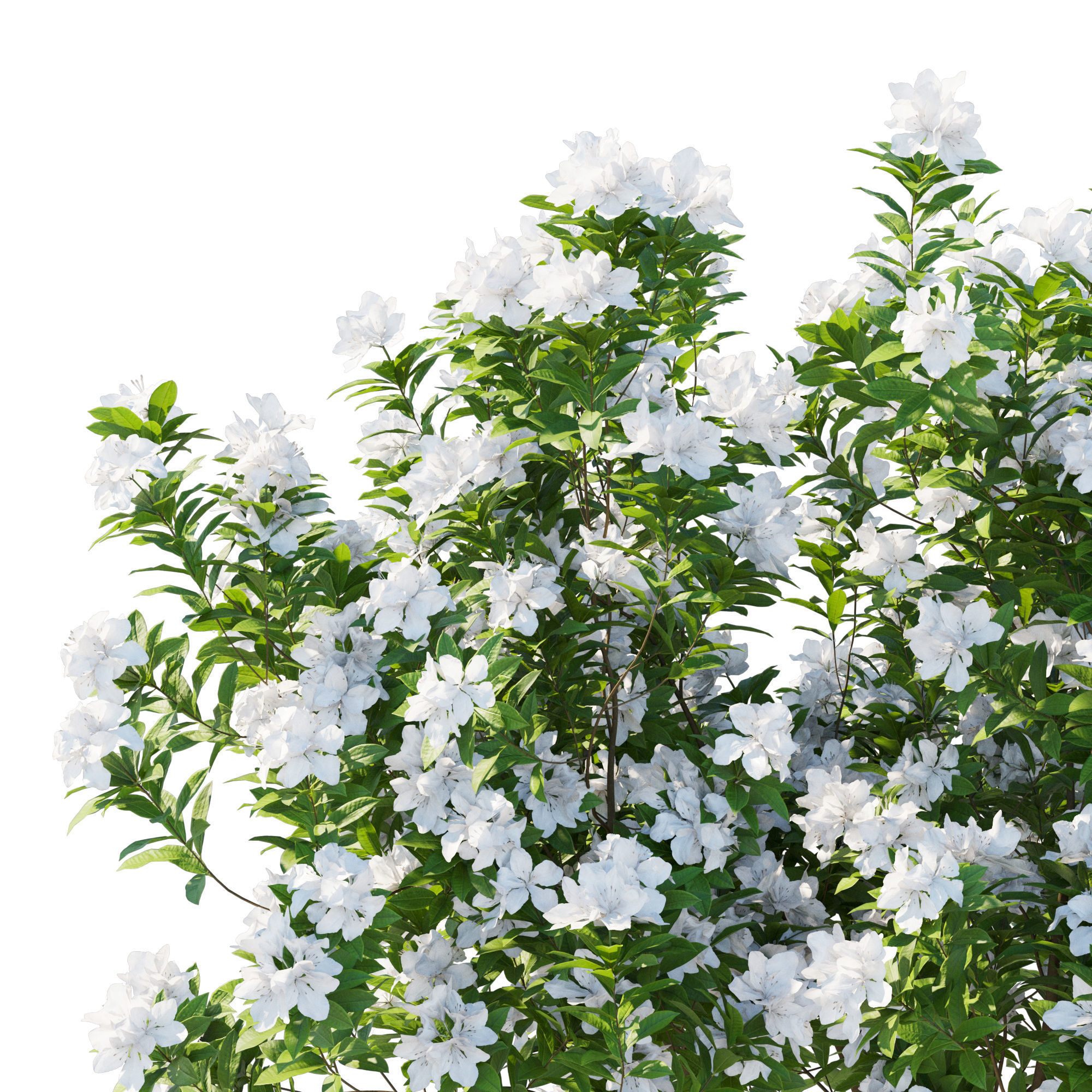 Rhododendron Pulchrum white 3D model_7