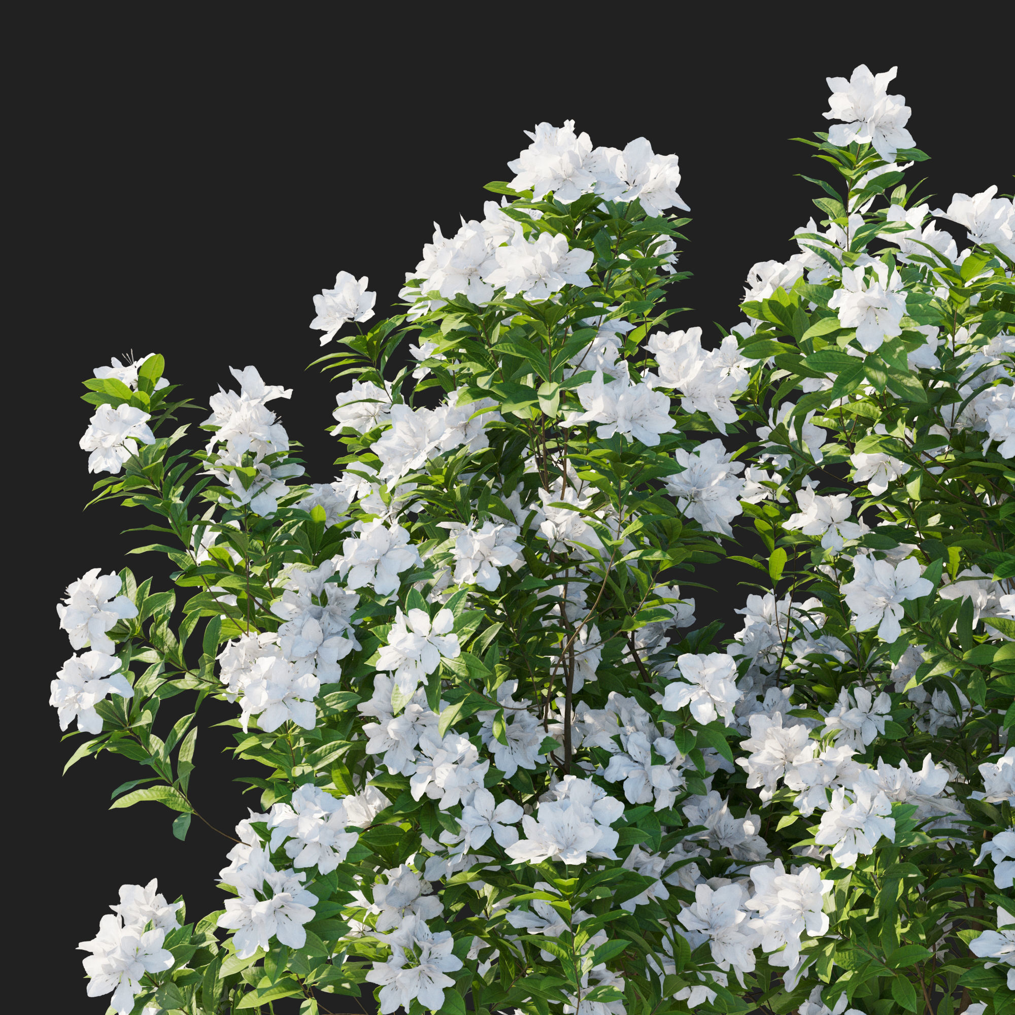 Rhododendron Pulchrum white 3D model_4