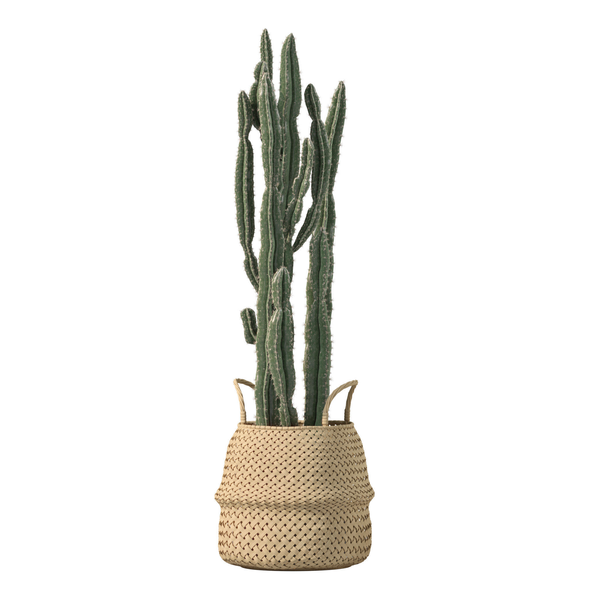 20 Photorealistic Flowers for Interiors - set 201 202 203 204 3D Model Collection_10