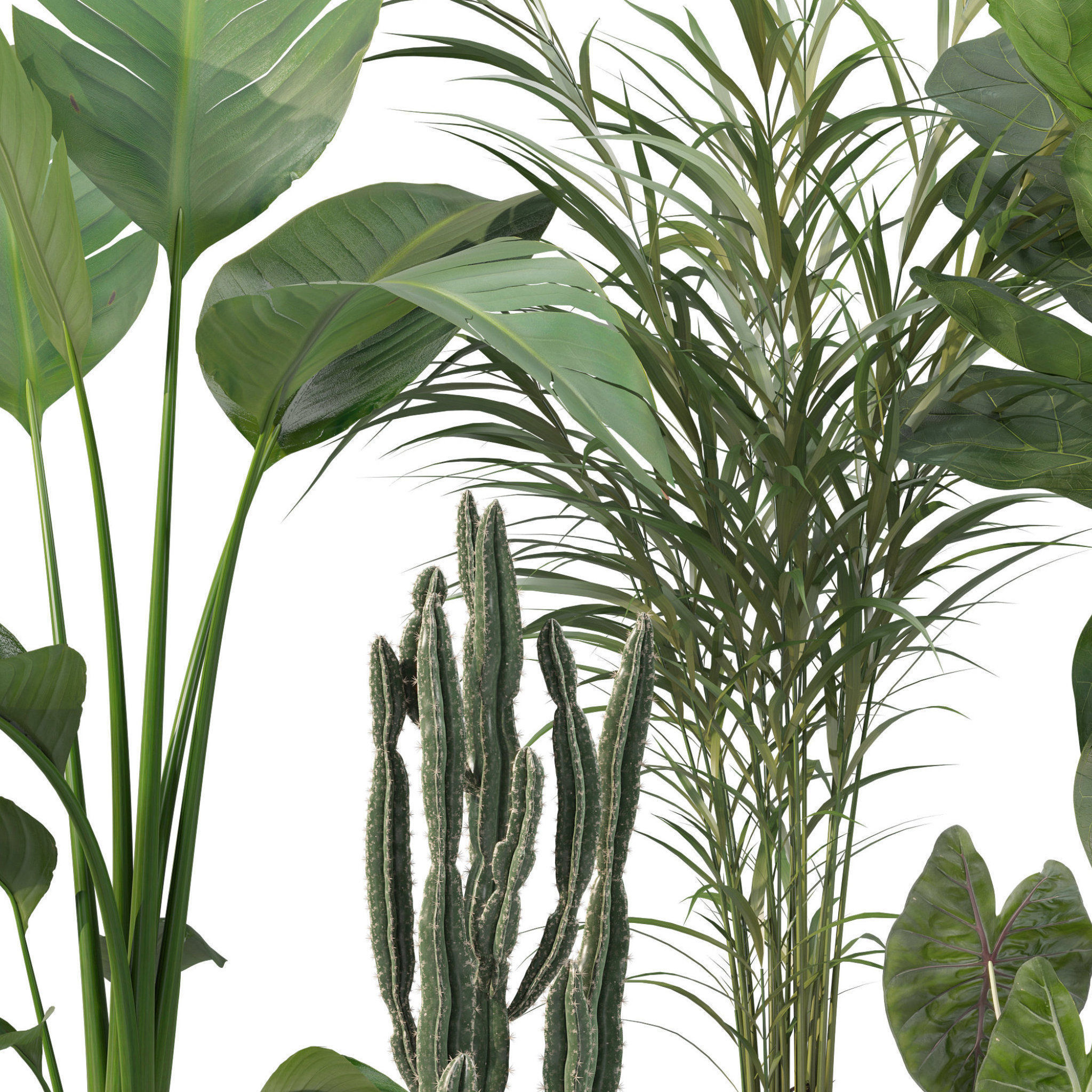 20 Photorealistic Flowers for Interiors - set 201 202 203 204 3D Model Collection_46