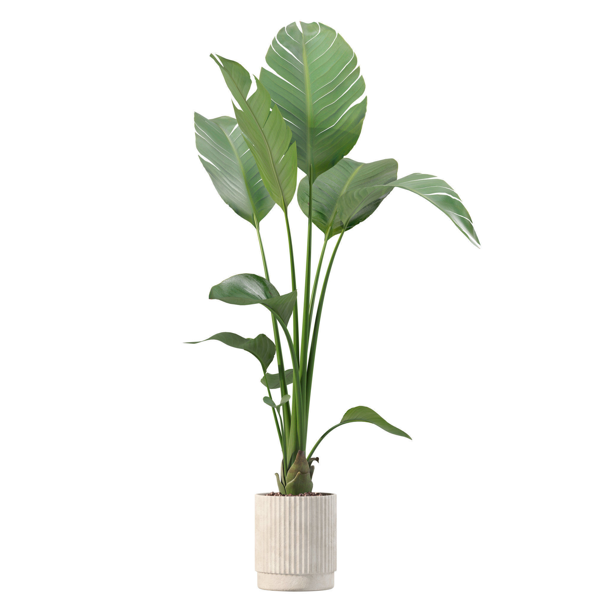 20 Photorealistic Flowers for Interiors - set 201 202 203 204 3D Model Collection_5