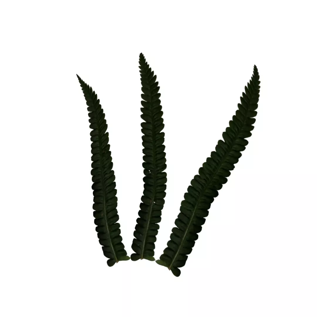 fern lowpoly grass Low-poly 3D model_0