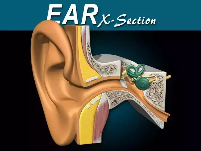 Ear X-Section 3D model