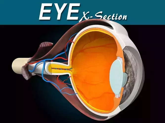 Eye X-Section 3D model