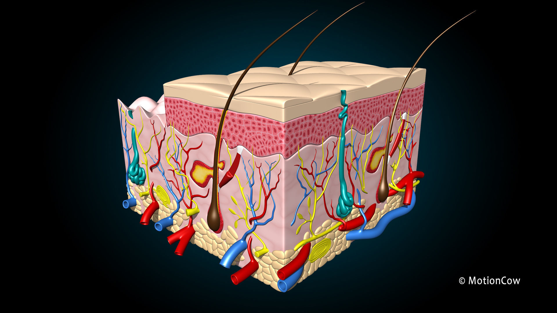 Skin X-Section 3D model_1