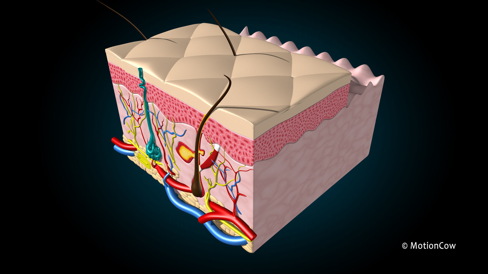 Skin X-Section 3D model_4