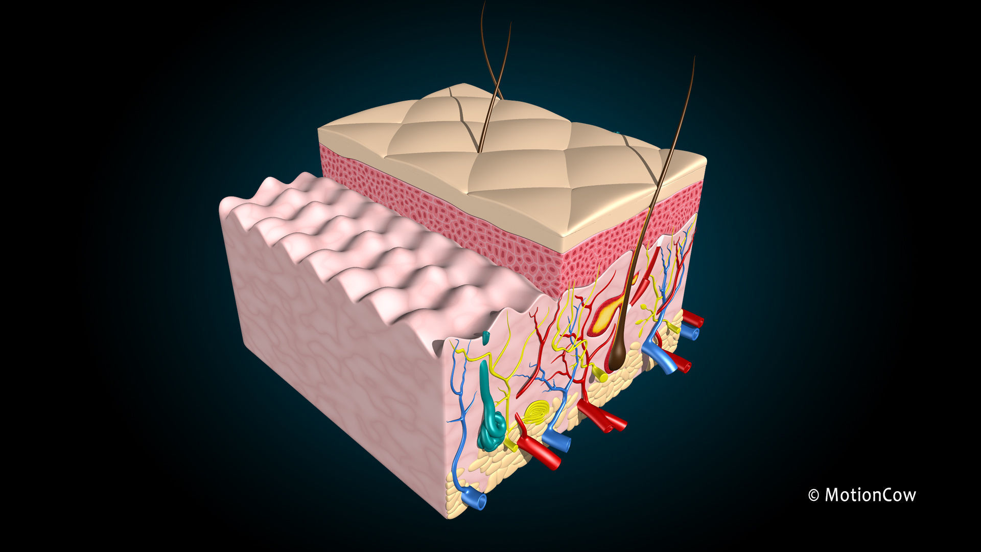 Skin X-Section 3D model_3