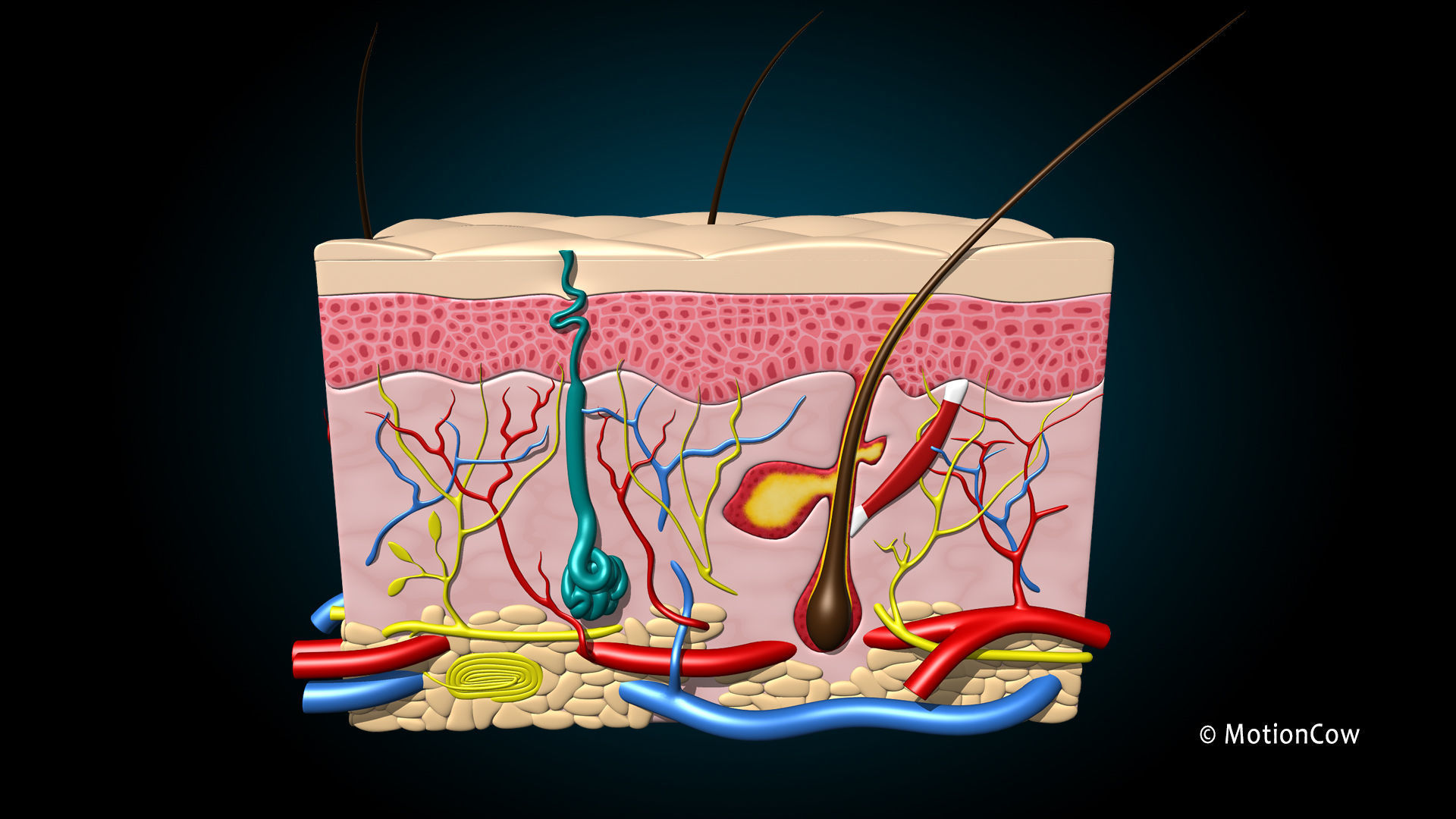 Skin X-Section 3D model_6