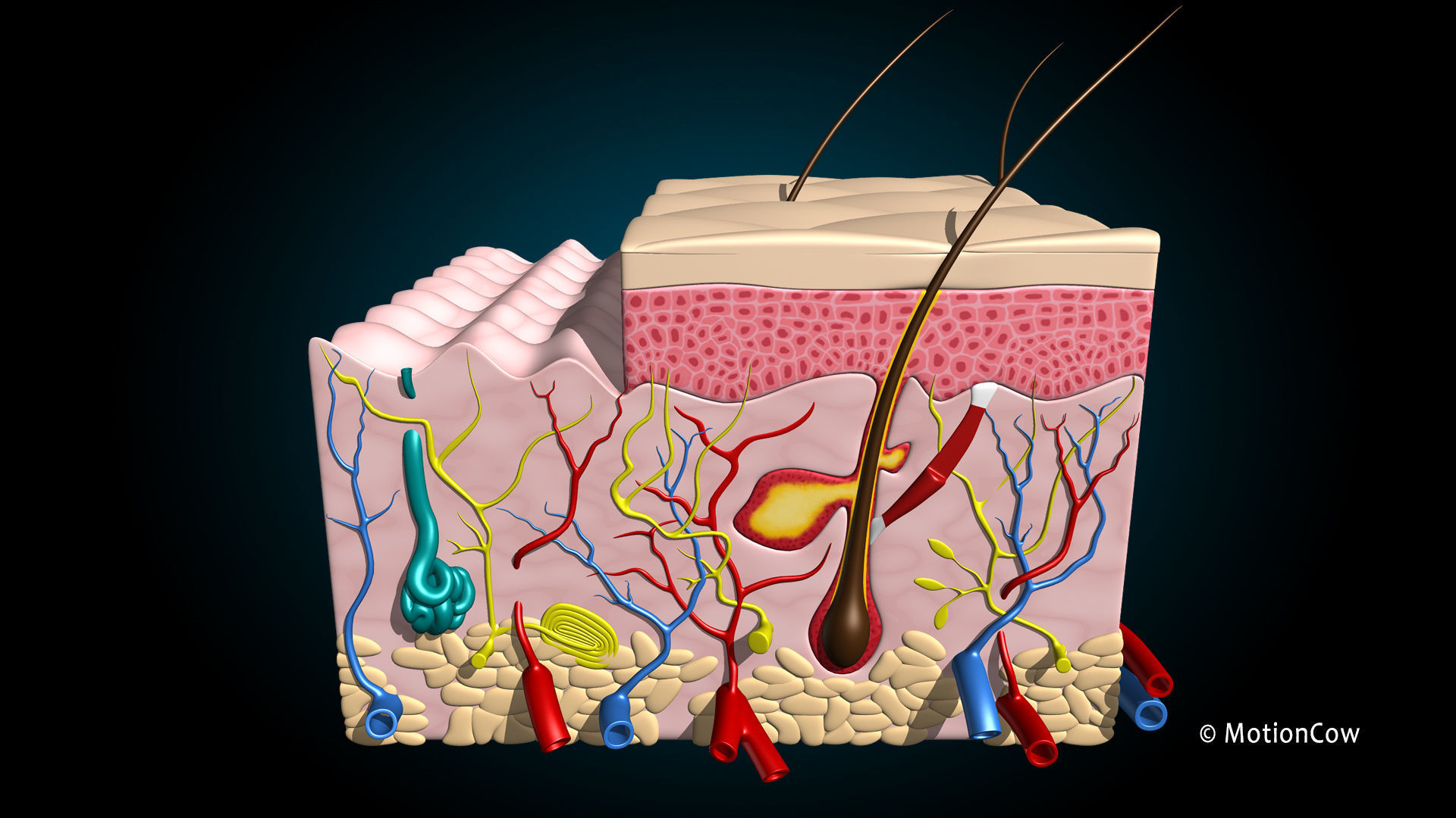 Skin X-Section 3D model_5