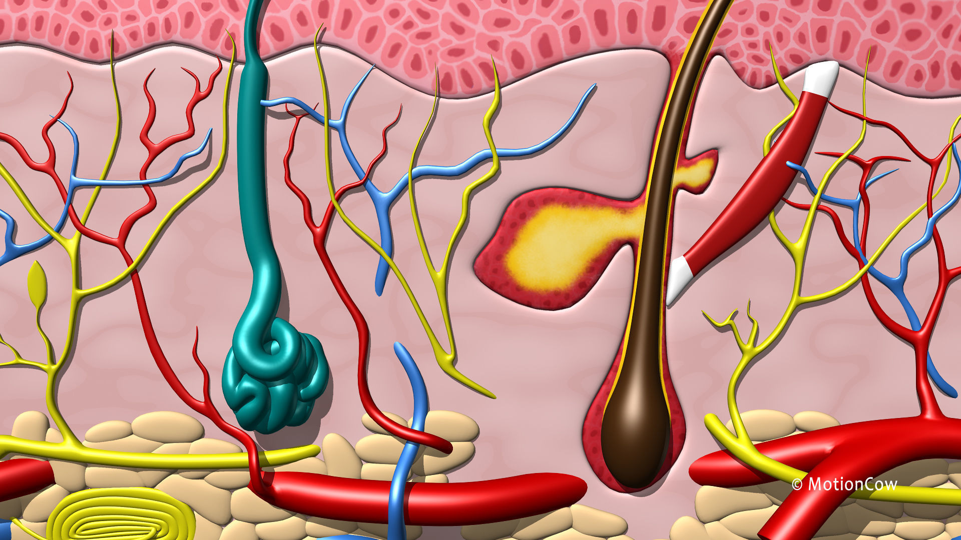 Skin X-Section 3D model_7