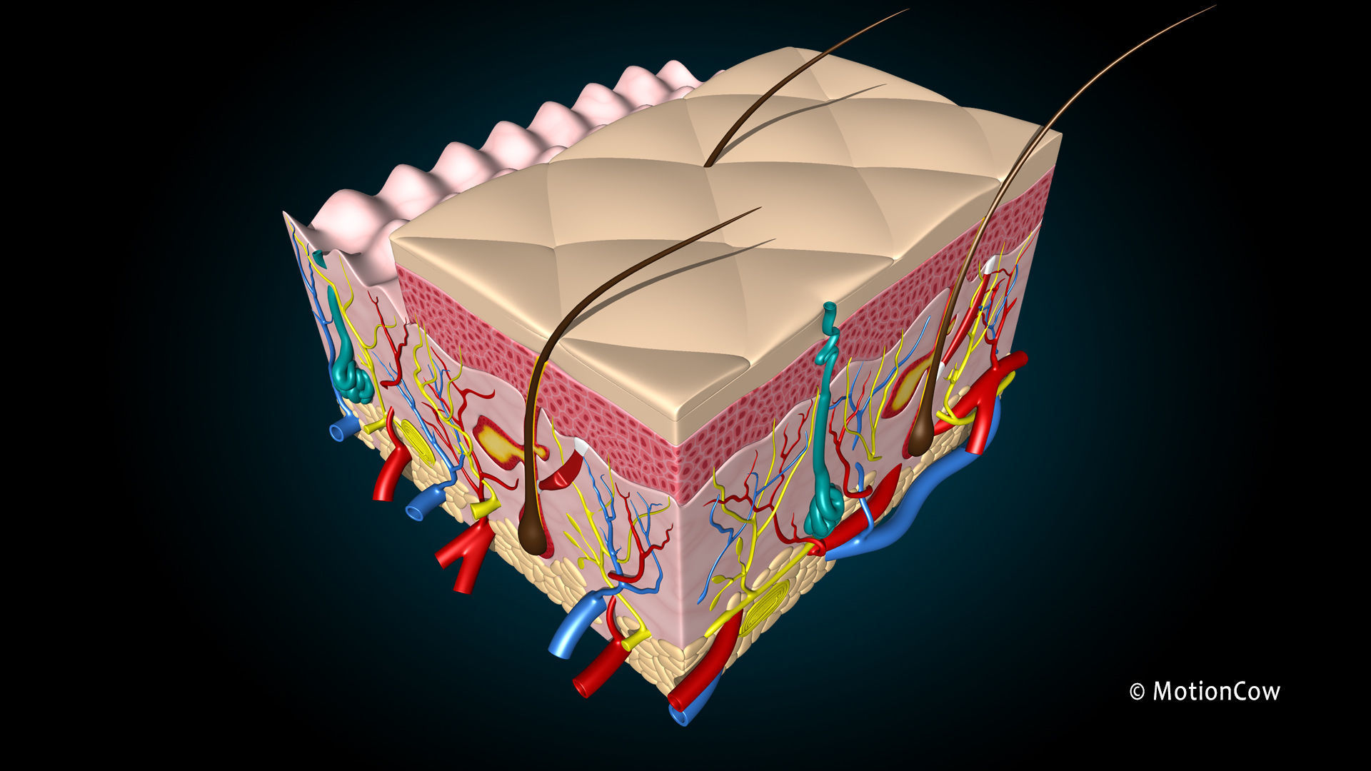 Skin X-Section 3D model_2
