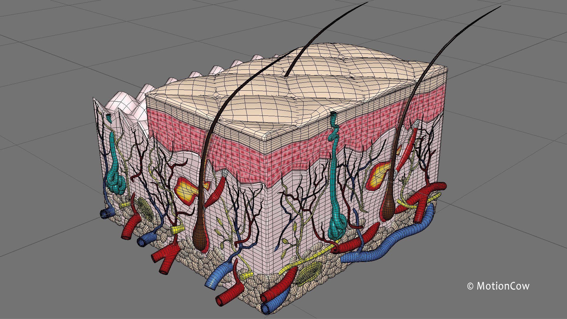 Skin X-Section 3D model_8