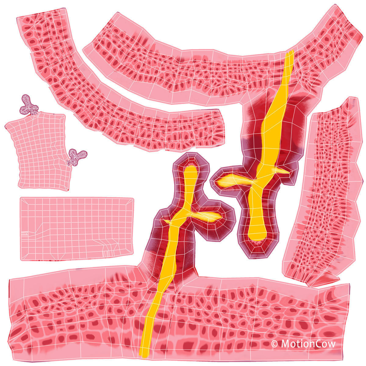 Skin X-Section 3D model_9