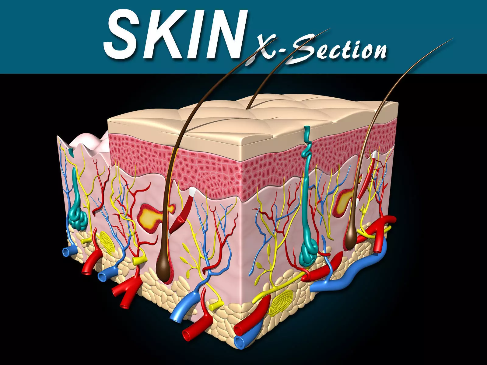 Skin X-Section 3D model_0