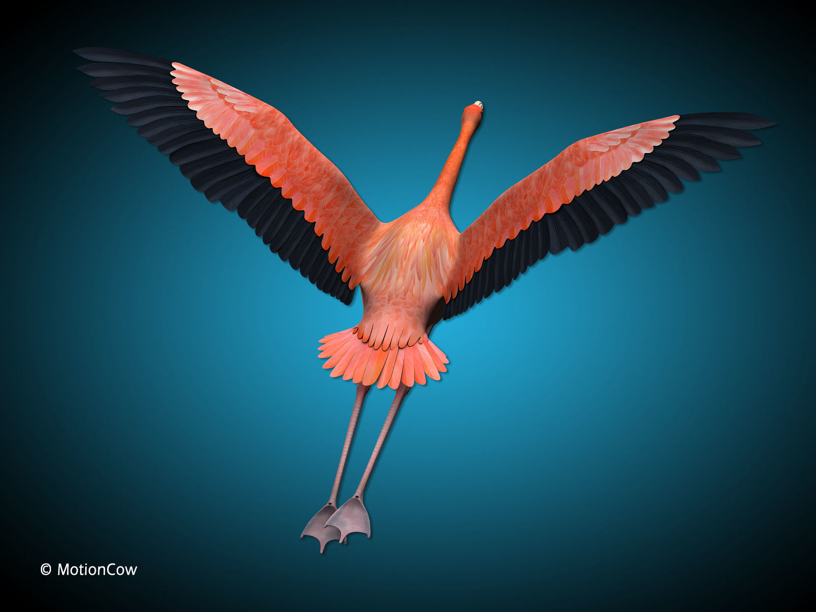 Flamingo - Flight 3D model_9