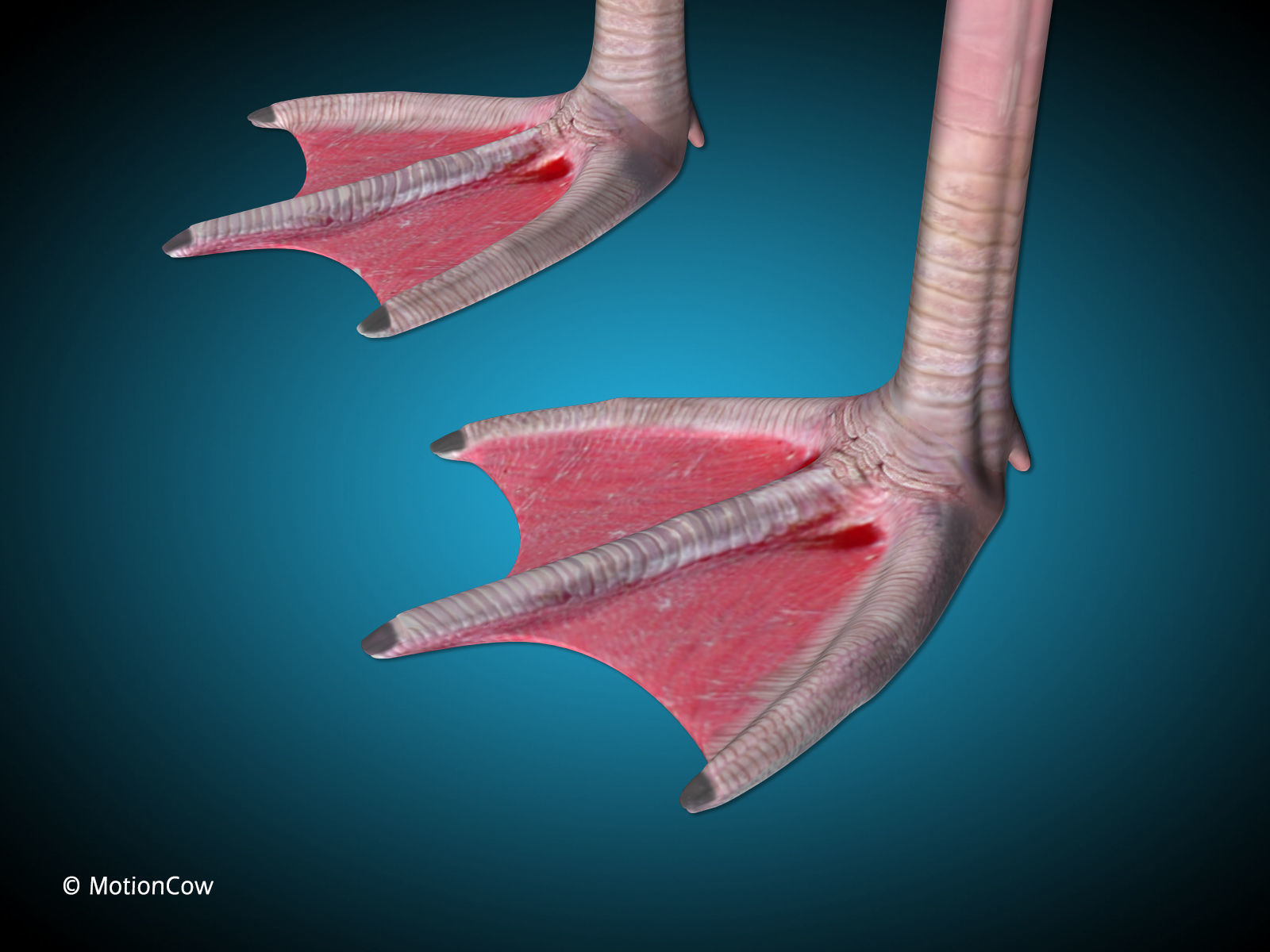 Flamingo - Flight 3D model_12