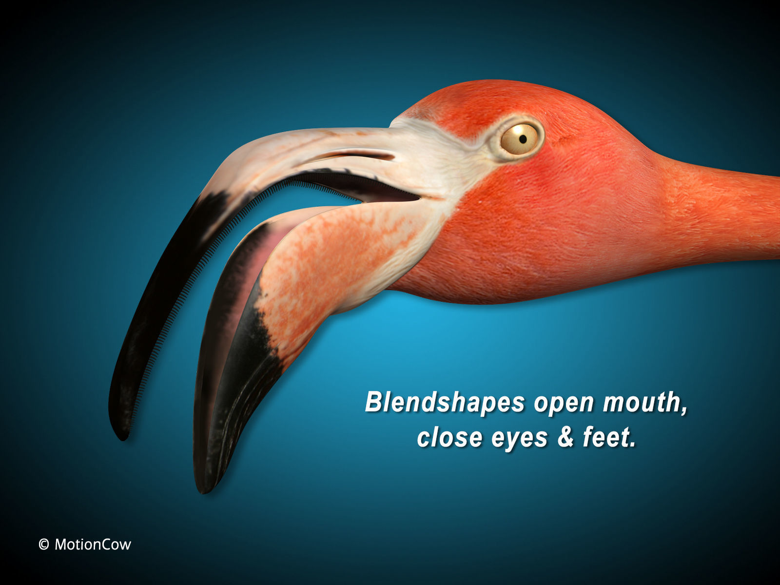 Flamingo - Flight 3D model_11