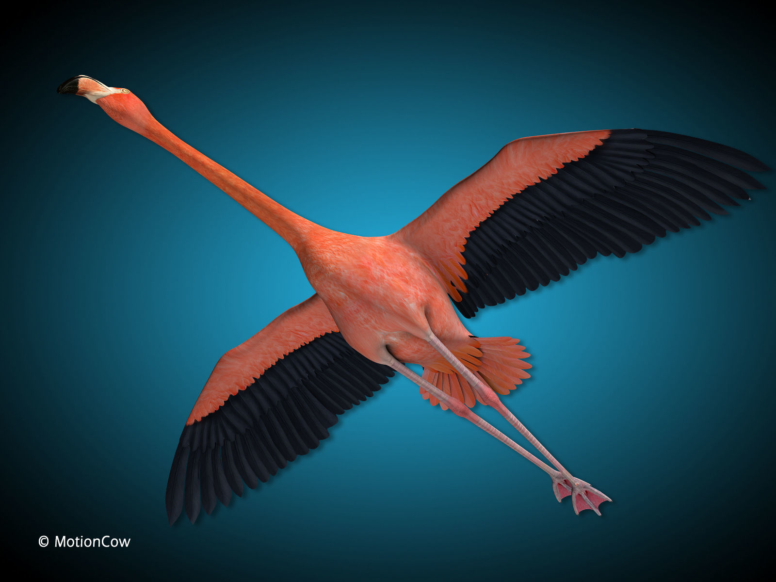 Flamingo - Flight 3D model_4