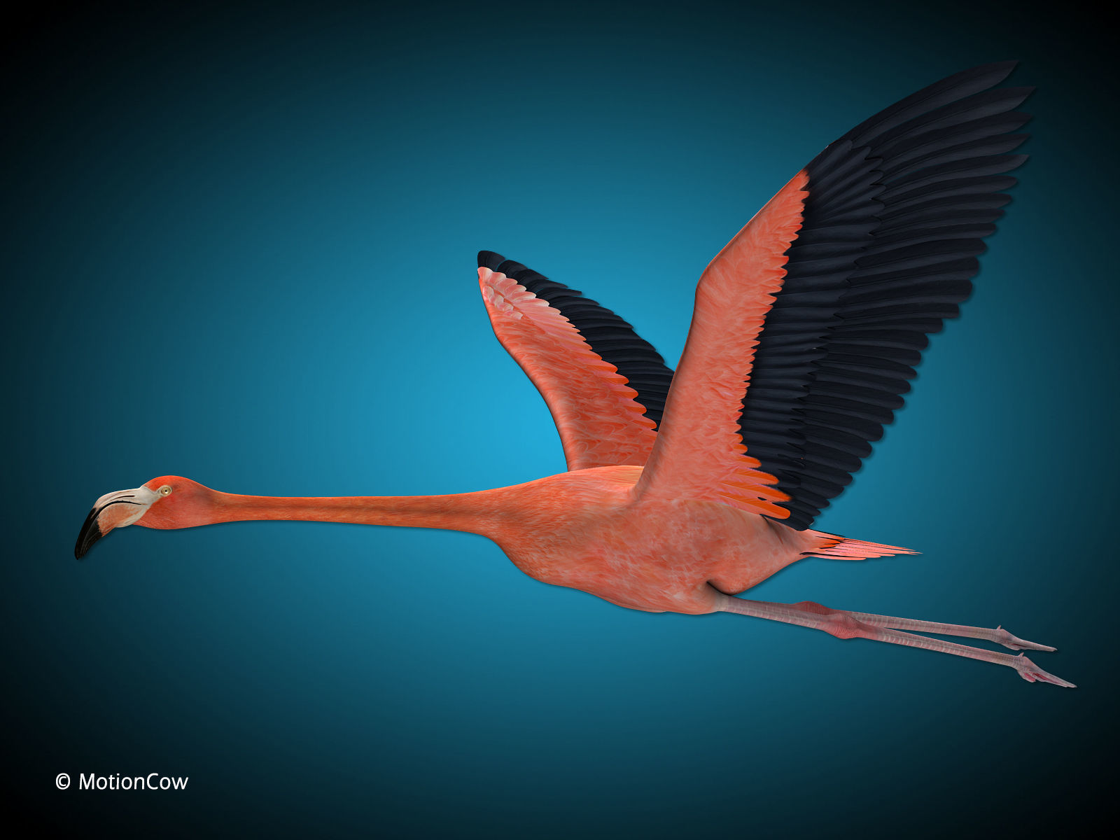 Flamingo - Flight 3D model_13