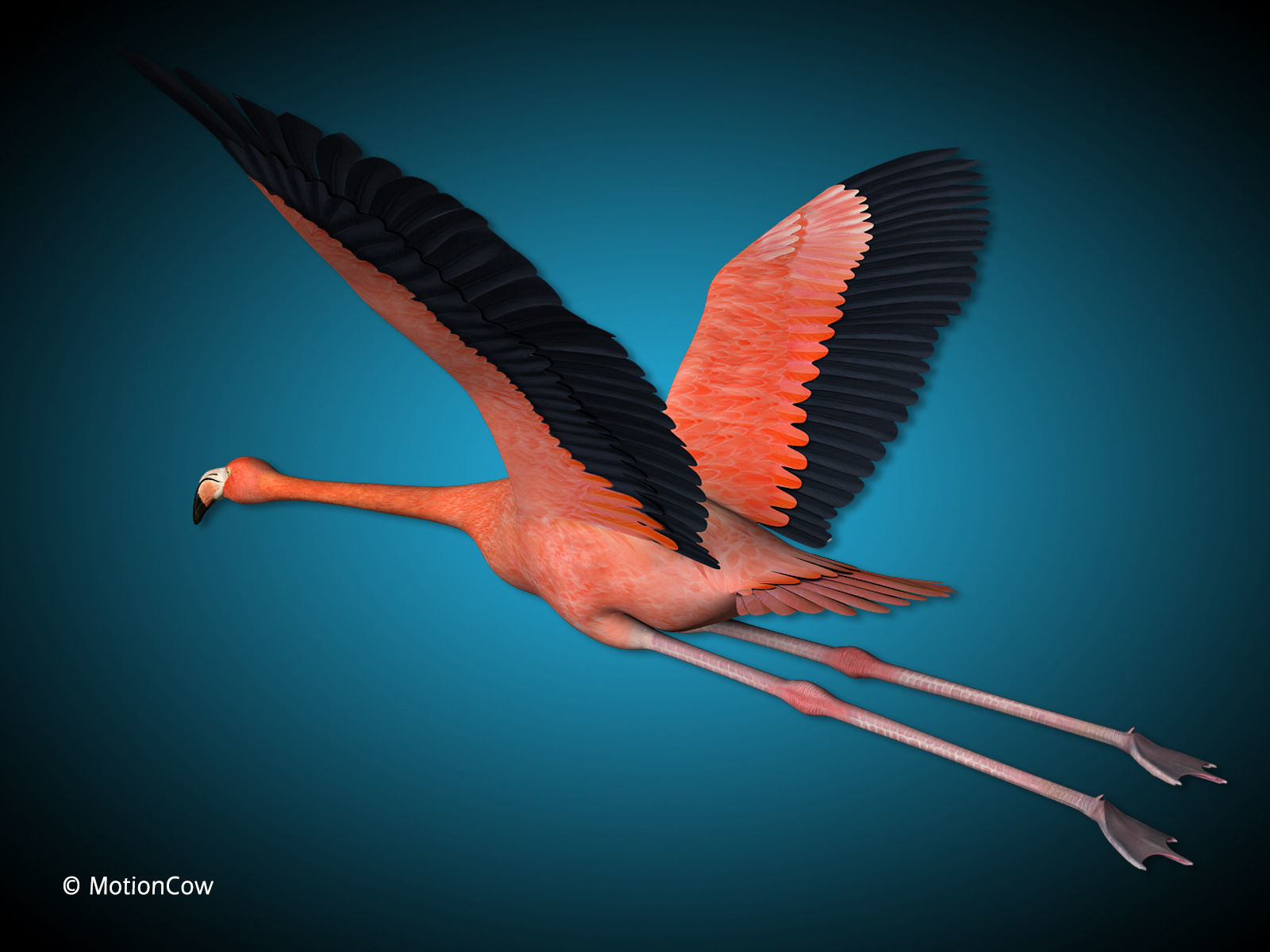 Flamingo - Flight 3D model_5