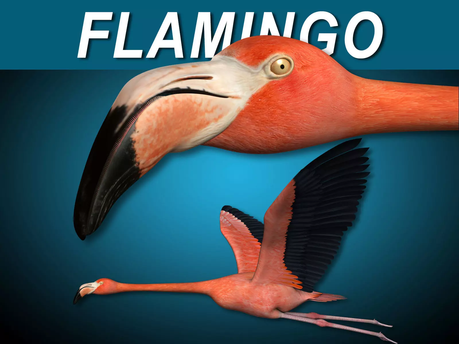 Flamingo - Flight 3D model_0