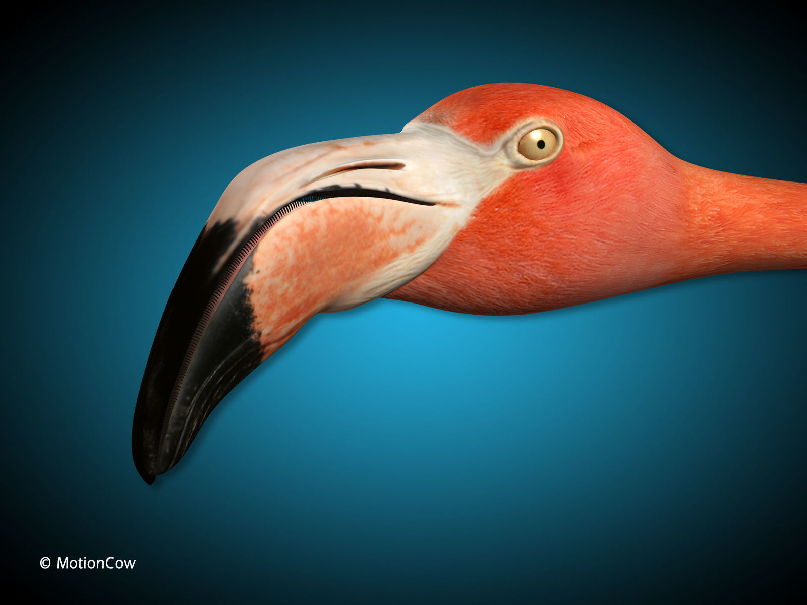 Flamingo - Flight 3D model_10