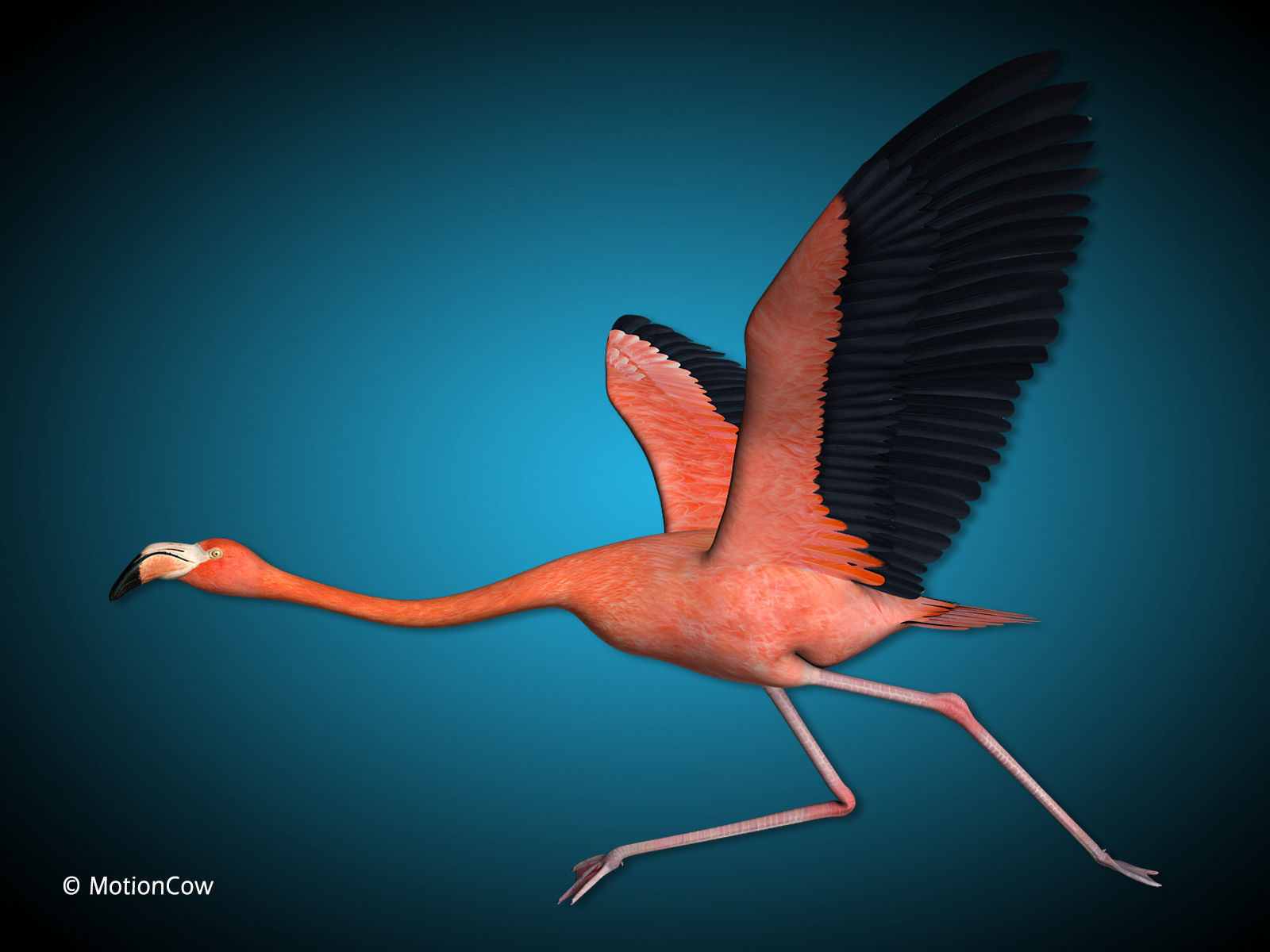Flamingo - Flight 3D model_8