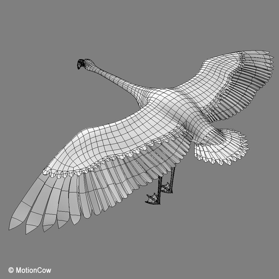 Flamingo - Flight 3D model_15