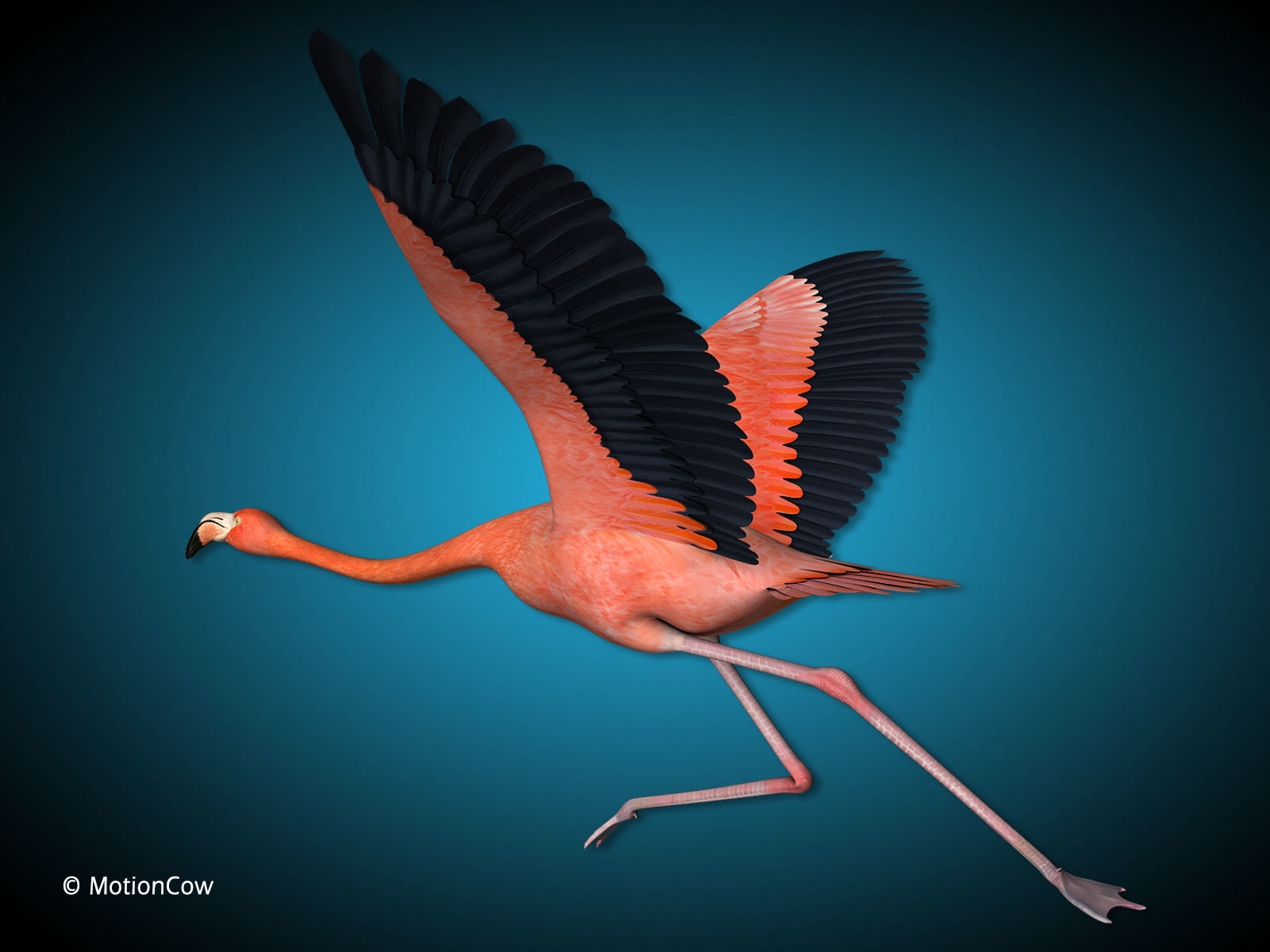 Flamingo - Flight 3D model_7