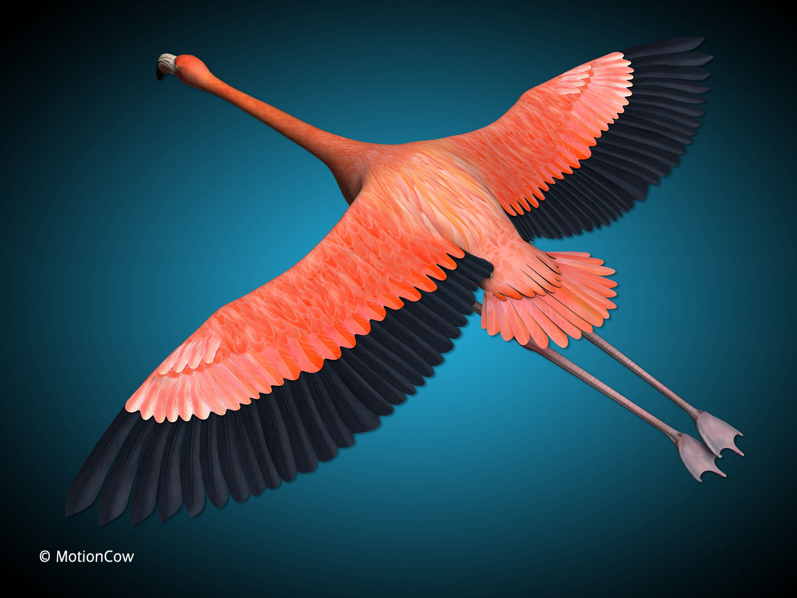Flamingo - Flight 3D model_6