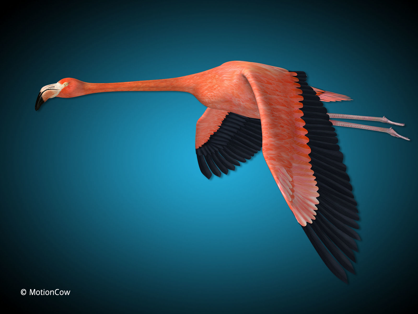Flamingo - Flight 3D model_14